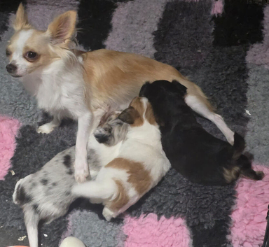 Stunning long haired chihuahua