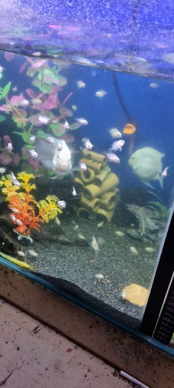 Parrotfish babies
