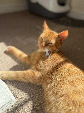 2 male cats