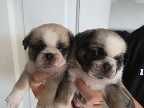 2 beautiful boys