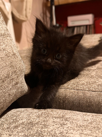 Beautiful little mixed kittens!