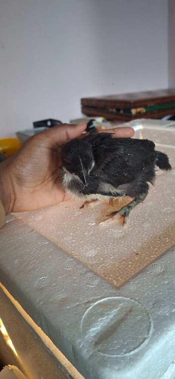 Ayaam cemani x leghorn chicks