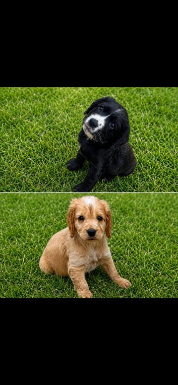 Cocker spaniel puppy&rsquo;s
