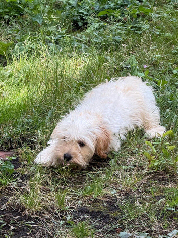 Male cockapoo puppy for sale