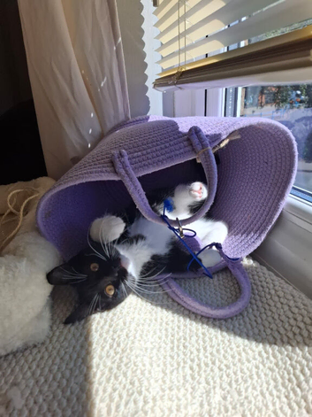 Female Tuxedo Kitten Looking for a Loving Home