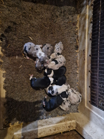 blue merle border collie pups