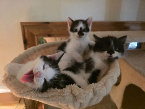 2 boys 1 girl Ready Now!