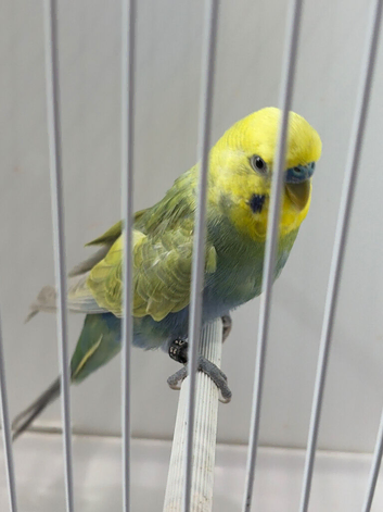 RING NUMBER 28 BLACK RING 2025 BRED RAINBOW COCK BUDGIE