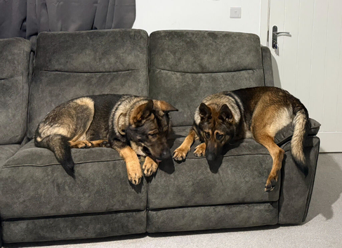German Shepherd puppies for sale (Girls and boys)
