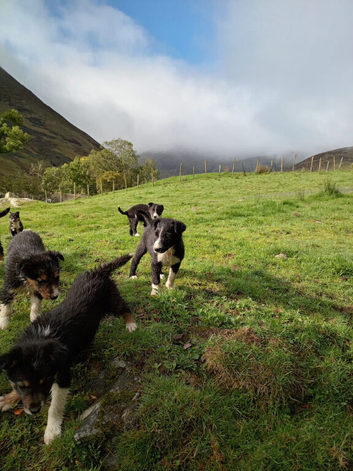 Collie pups 8 weeks old