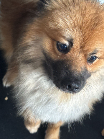 Need to rehome as no pets allowed and I&rsquo;m moving away