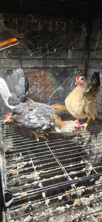 Mini seremas chicks 3 months old