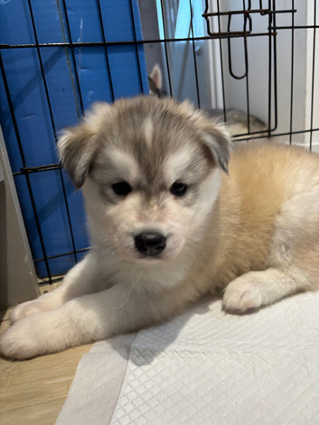 Siberian husky puppies