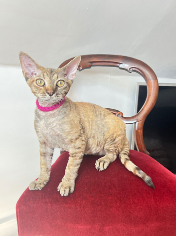 Teenager girl available ️