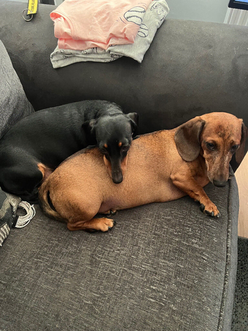 2 miniature dachshunds