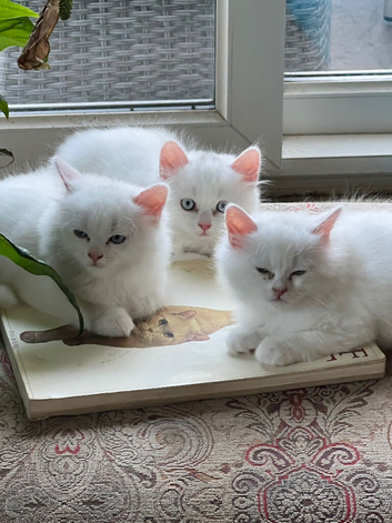 Persian kittens for sale
