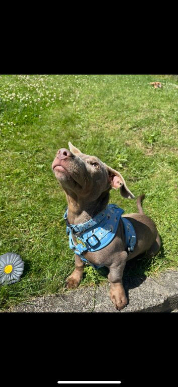 2 year old dachshund x boy