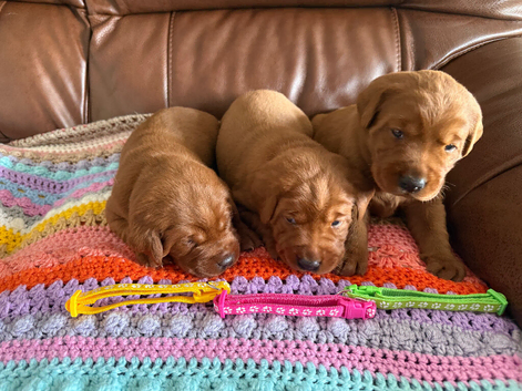 Beautiful Moghany Red Females Available