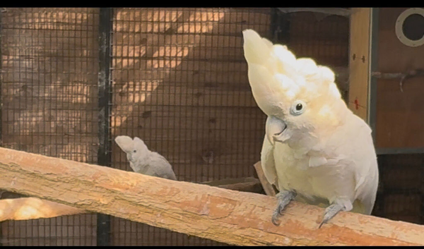 Breeding pair Ducorps