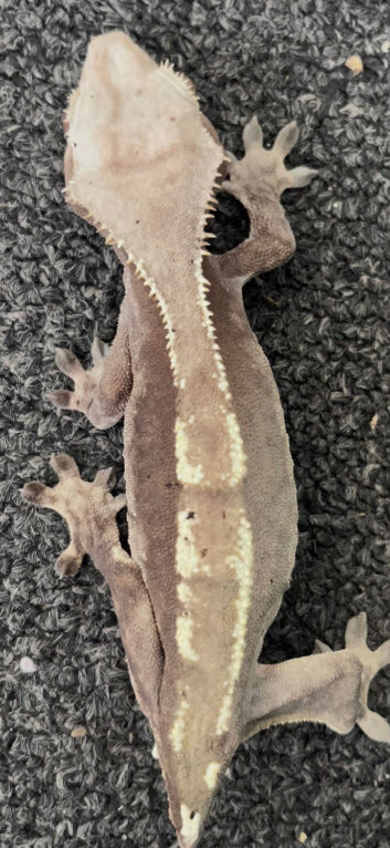 Proven Breeder Dark Base Partial Pinstripe Female Crested Gecko