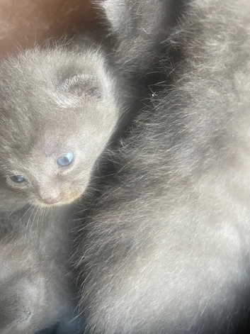 grey kittens