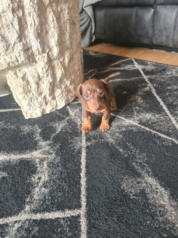 Miniature dachshund