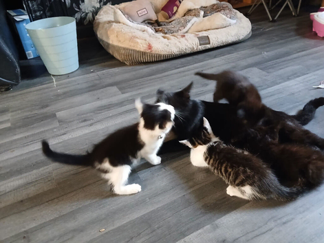 Kittens for sale