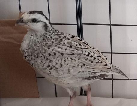 Snowflake Bobwhite Quail - Male