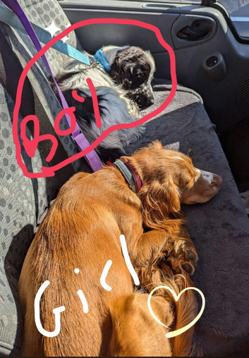 3 Cocker spaniel dogs