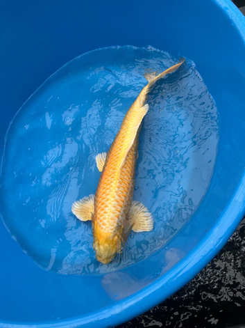 Various Japanese koi