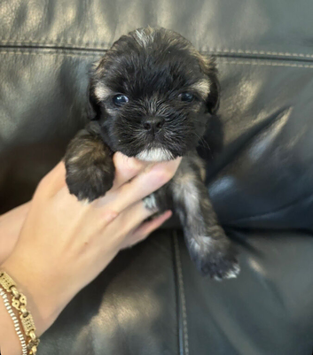 5 pugzu puppies