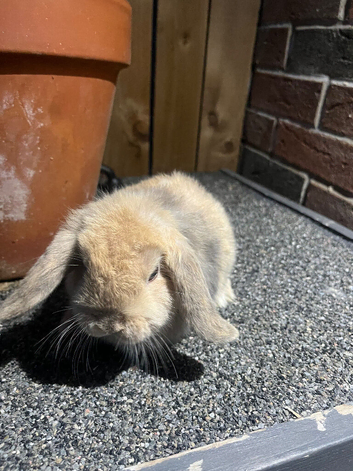 Male lop rabbit