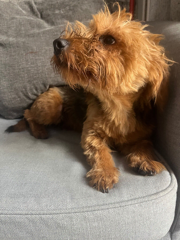 Yorkshire terrier boy
