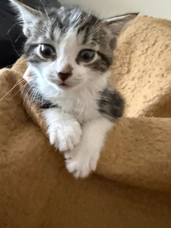 Beautiful kittens looking for forever homes