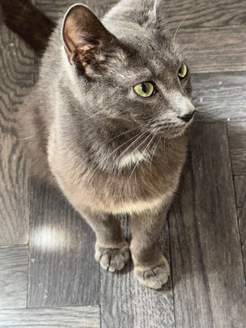 Gorgeous Russian Blue Mix Kittens &ndash; 1 Boy