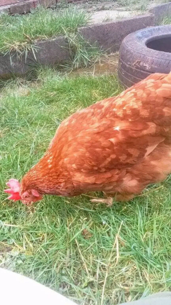 X2 laying hens