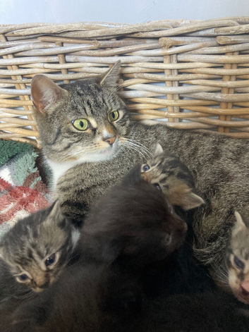 Beautiful family friendly kittens