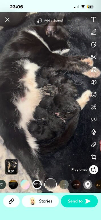 Kittens