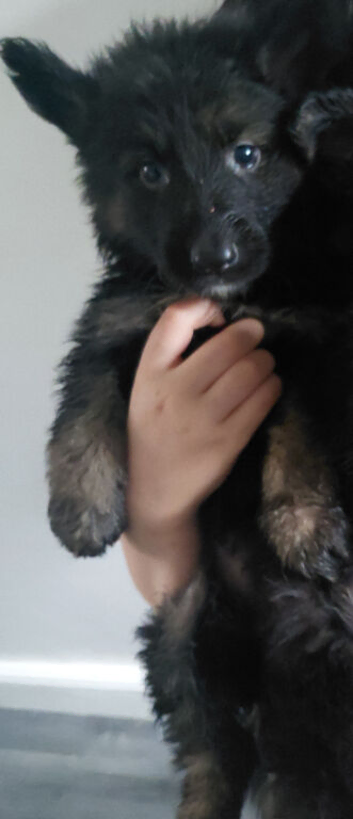 Long hair German shepherd