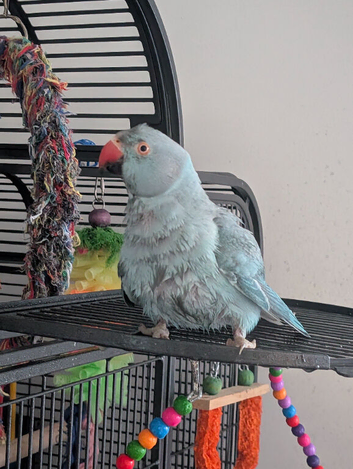 Blue Indian ringneck