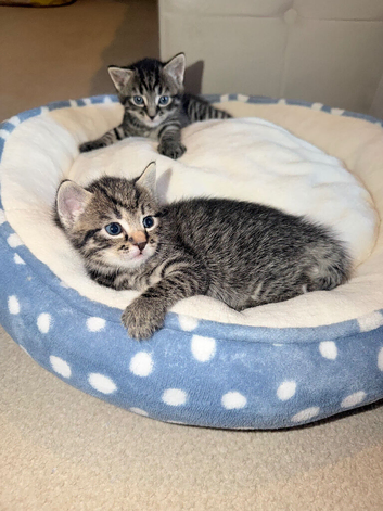 2 male kittens