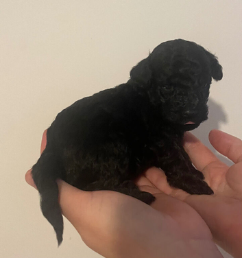 Toy cockapoo pups