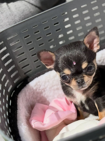 Chihuahua puppy