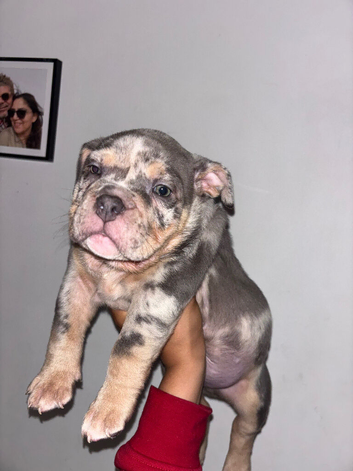 Pocket bully puppy