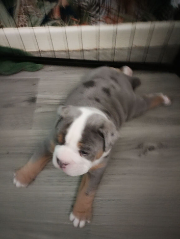 Tri Merle olde English Bulldog male puppy