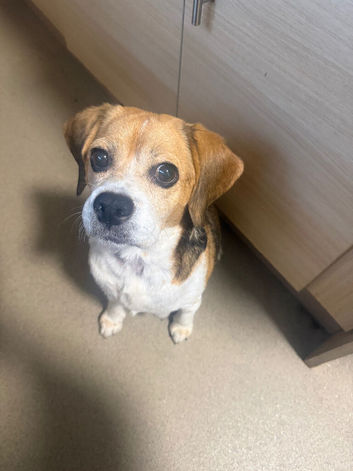 Beagle cross pug looking  to go to loving home!