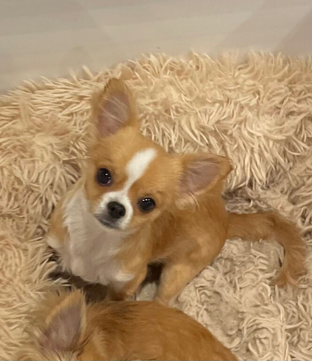 Chihuahua baby boys