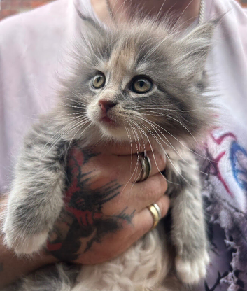 TICA Maine Coon Kittens Polydactyl