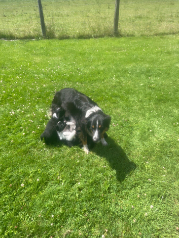 ****Beautiful Border Collie Puppies ****