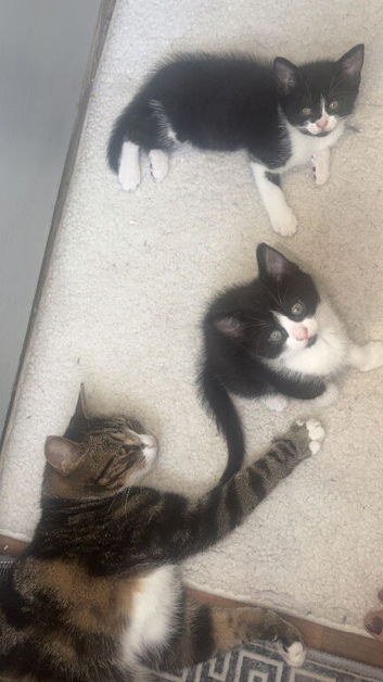 2 male kittens